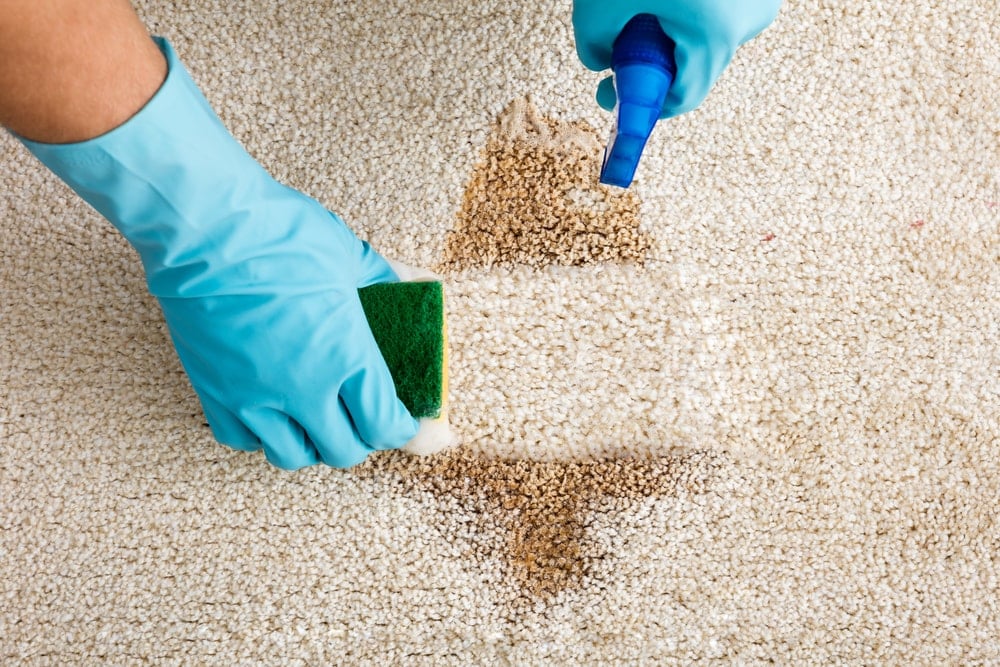 cleaning the carpet