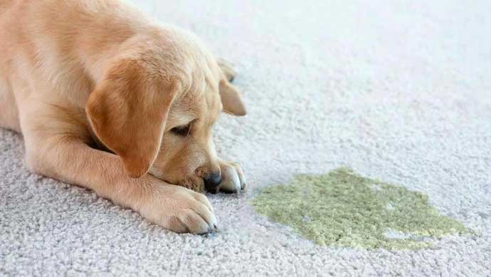 Rug Urine Damage Removal